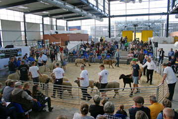 Alle Sieger des zweiten Tages auf ihrer Ehrenrunde durch den Auktionsring.