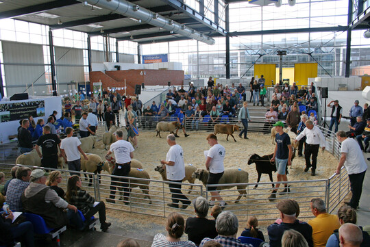 Alle Sieger des zweiten Tages auf ihrer Ehrenrunde durch den Auktionsring.