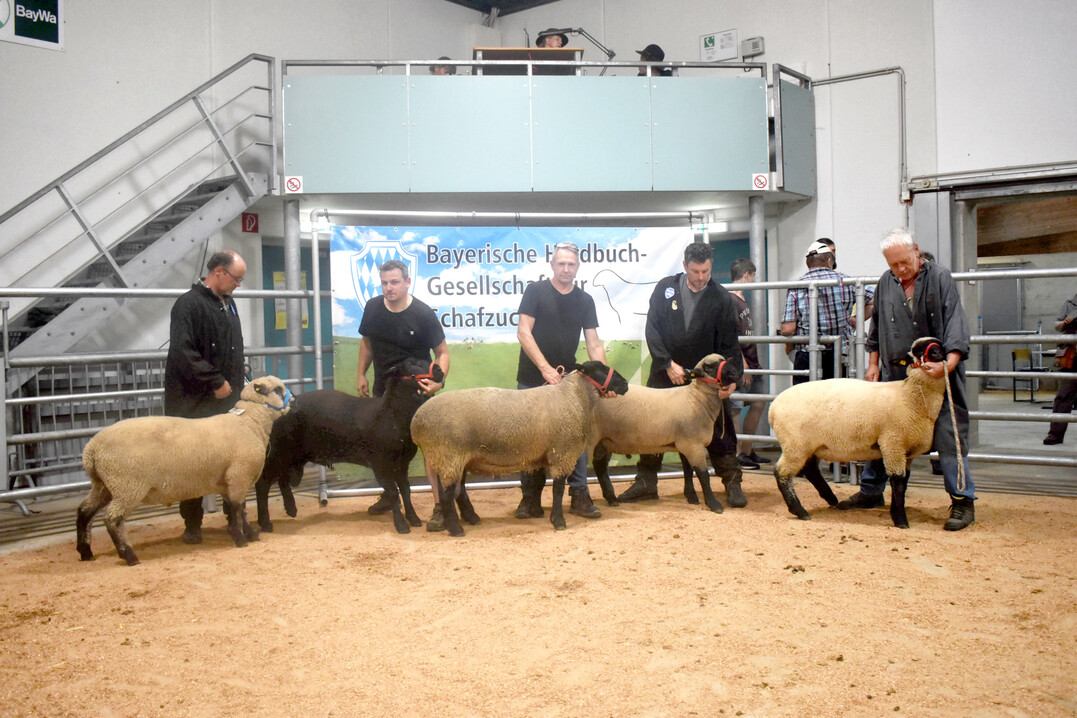 Die bestprämierten Böcke der Wirtschaftsrassen (v.r.): Markus Schilder und Johann Morigl mit Schwarzköpfigem Fleischschaf, Johann Trinkl mit Suffolk, Norbert Endrejat mit Juraschaf und Robert Kennel mit Shropshire.