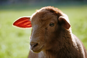 Da derzeit nicht bekannt ist, ob und wie lange die maternalen Antikörper nach der BTV-3-Impfung des Muttertieres die Jungtiere schützen, wird empfohlen, auch sie rechtzeitig zu impfen.