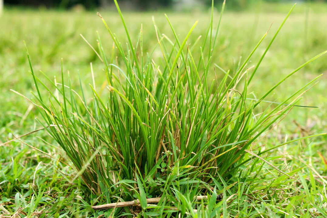 Borstgras.