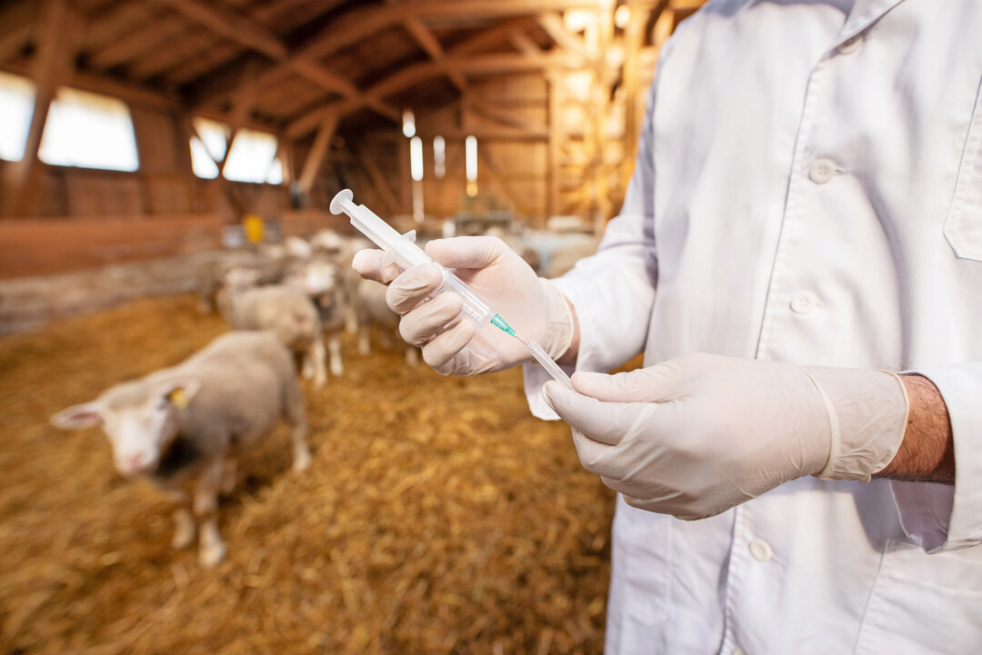 StIKo Vet: Die Impfung empfnglicher Wiederkuer gegen BTV-3 wird dringend empfohlen. Die Impfung mit einem serotypspezifischen Impfstoff ist die einzige Mglichkeit, Schden durch Tierverluste, Aborte und Leistungseinbuen nachhaltig vorzubeugen.