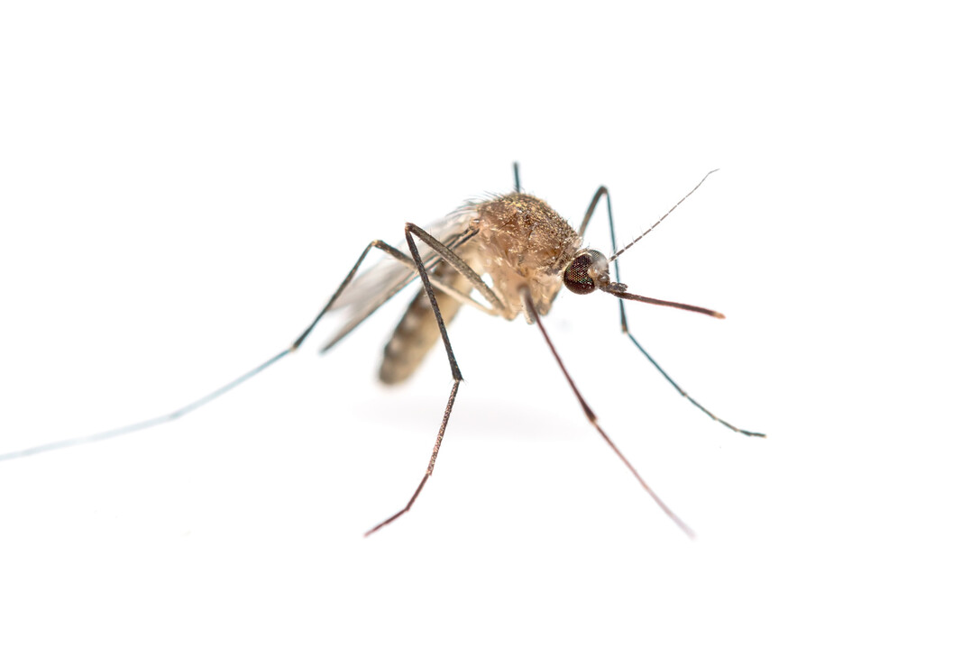 Das Blauzungenvirus wird durch kleine blutsaugende Stechmücken übertragen, sogenannte Gnitzen.