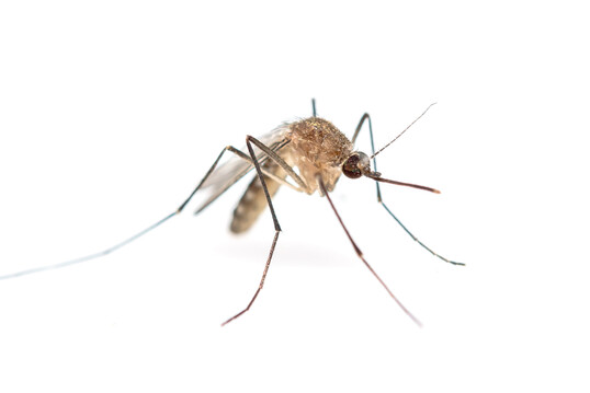 Das Blauzungenvirus wird durch kleine blutsaugende Stechmücken übertragen, sogenannte Gnitzen.