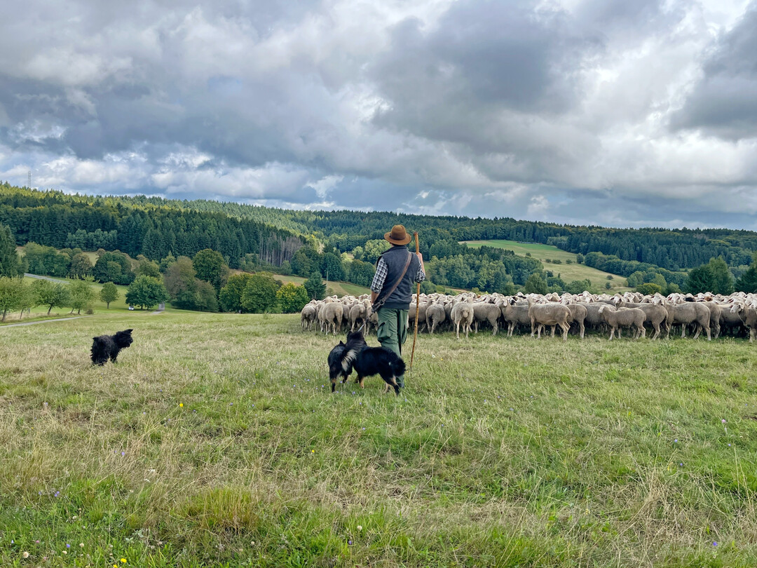 Junger Schafpudel bei der Prüfung.