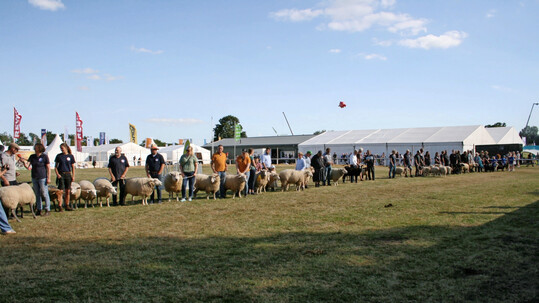 Vielfalt der Schafrassen bei der Tierparade.
