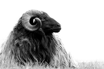 Graue Gehrnte Heidschnucke (GGH)