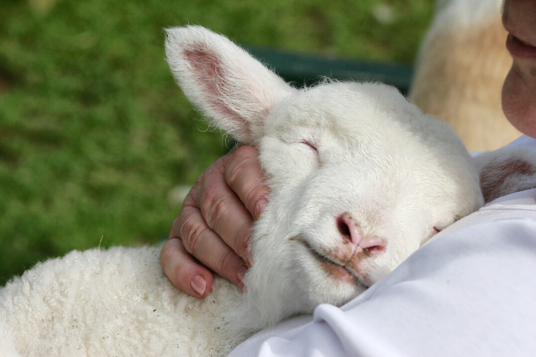 Ist der Selenbedarf der tragenden Muttertiere gedeckt, wirkt sich das auch positiv auf die L�mmer aus.