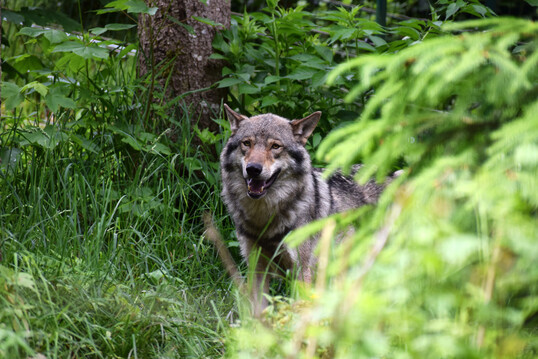 Wolf (Canis lupus) im Wolf- und Brenpark Bad Rippoldsau.