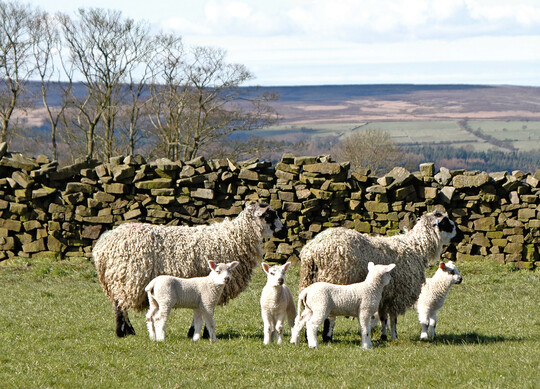 Mashams sind eine robuste Schafrasse, die für ihre Langlebigkeit, Milchleistung und starken Mutterinstinkte bekannt ist.