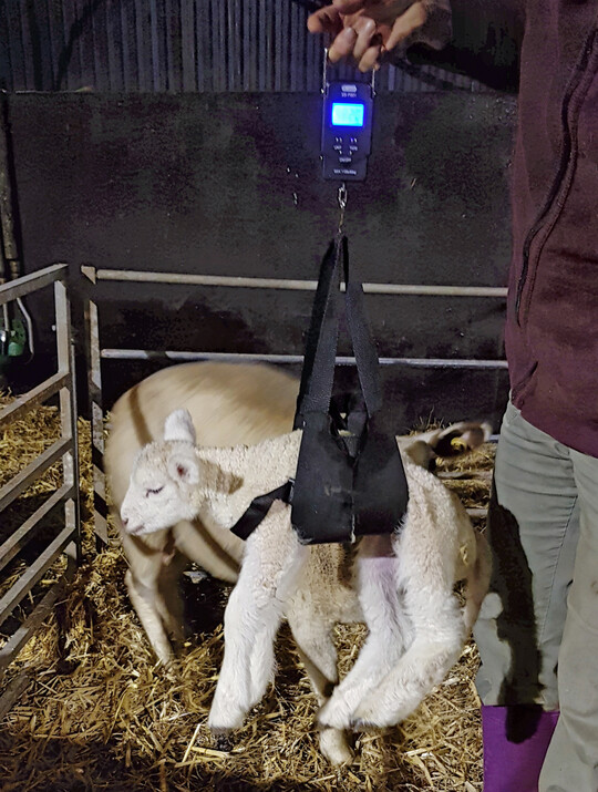 Wiegung eines Lamms kurz nach der Geburt.