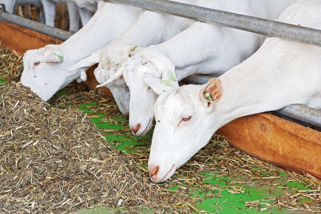 Ziegen sind Feinschmecker. Sie sind hervorragende Futterselektierer und fressen aus einer Futtermischung das heraus, was ihnen am besten schmeckt.