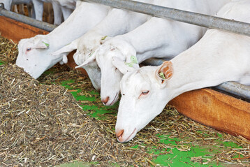 Ziegen sind Feinschmecker. Sie sind hervorragende Futterselektierer und fressen aus einer Futtermischung das heraus, was ihnen am besten schmeckt.