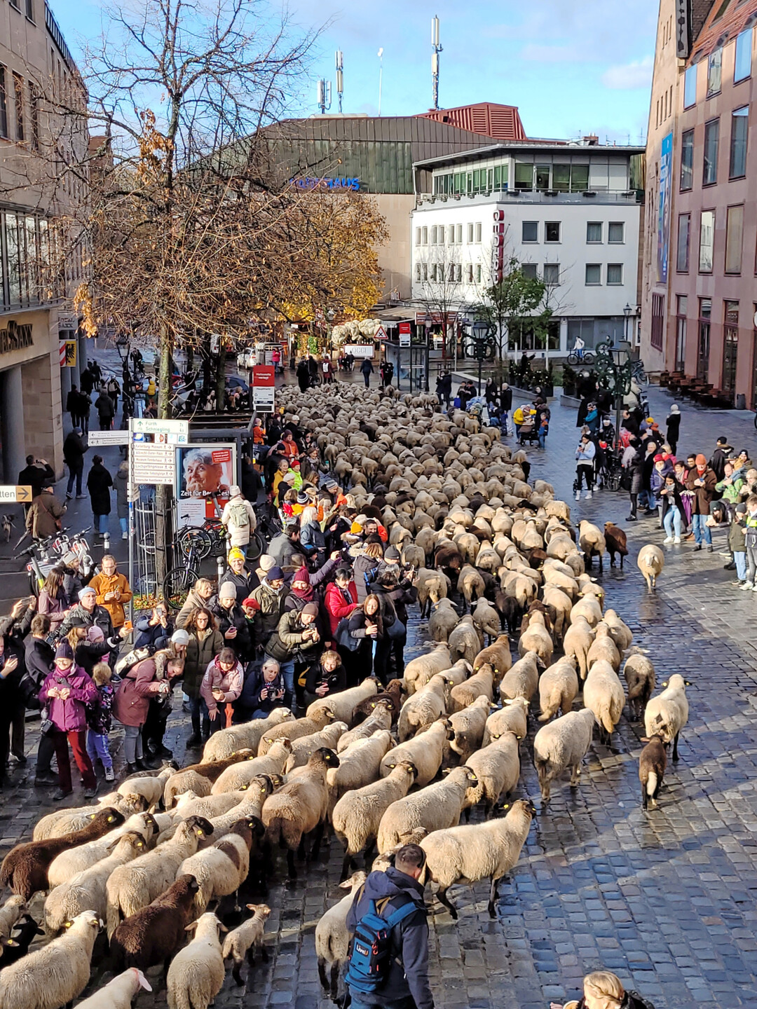 Die Schafsherde zog auch 2023 durch die Waaggasse am Hauptmarkt.