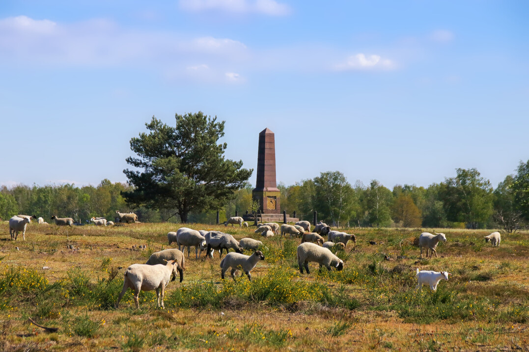Eine Schafherde weidet in der Doeberitzer Heide, Brandenburg, auf einem ehemaligen Truppenübungsplatz (mit dem Obelisken im Hintergrund).