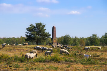 Eine Schafherde weidet in der Doeberitzer Heide, Brandenburg, auf einem ehemaligen Truppenübungsplatz (mit dem Obelisken im Hintergrund).