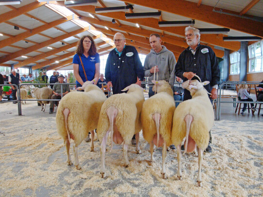 Ostfriesische Milchschaf-Lammböcke: Diese vier im Herbst 2024 geborenen Lammböcke von Melbaum präsentierten sich gut. Der 1a-Bock (l.) wurde Siegerbock bei den Milchschafen.