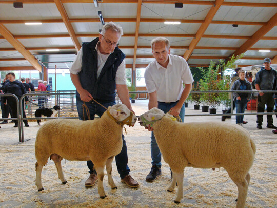 Die besten Lammböcke der Rasse Texel stellten die Züchter Jacobsen (links mit dem Sieger) und Bremer.