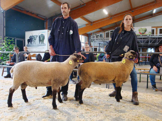 Unter 49 Lammböcken der Rasse Schwarzköpfiges Fleischschaf setzten sich die Tiere von Zimmermann (links mit dem Sieger) und Wuttge durch.