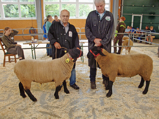 Die Suffolkzüchter Dreher (rechts mit dem Sieger) und Tuma hatten die beiden besten Lammböcke der Rasse.