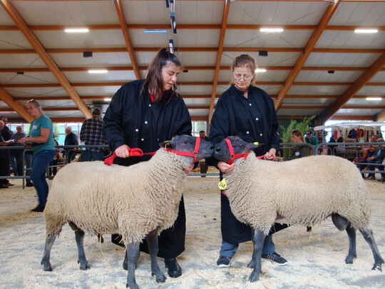 Der Zuchtbetrieb Barth hatte nicht nur Blauköpfige Fleischschafe, sondern auch Böcke der Rassen Schwarzkopf, Berrichon und Weiße Hornlose Heidschnucke auf der Auktion.