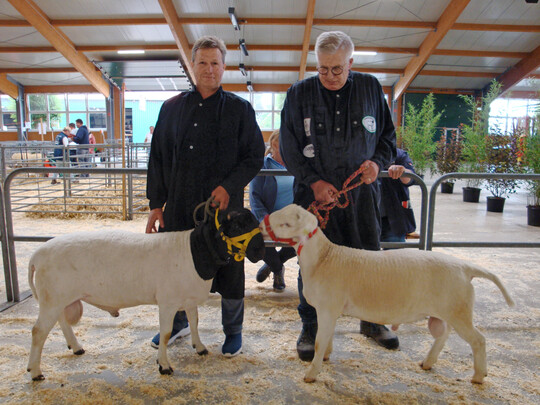 Bei der Haarschafrasse Dorper gibt es zwei Farbschläge. Im Bild der Sieger von Salau (r.) und der Reservesieger von Ostertag.