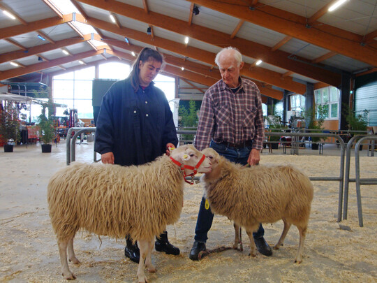 Die beiden einzigen Jährlingsböcke der Rasse Weiße Hornlose Heidschnucke präsentierten die beiden Züchter Coldewey (l.) und Barth.