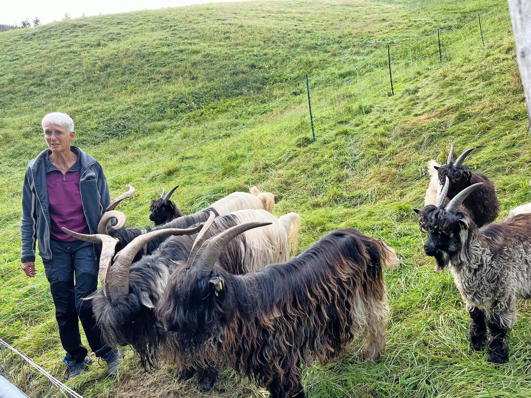 Melanie Schweikart informierte über ihre Zucht der Walliser Schwarzhalsziegen.
