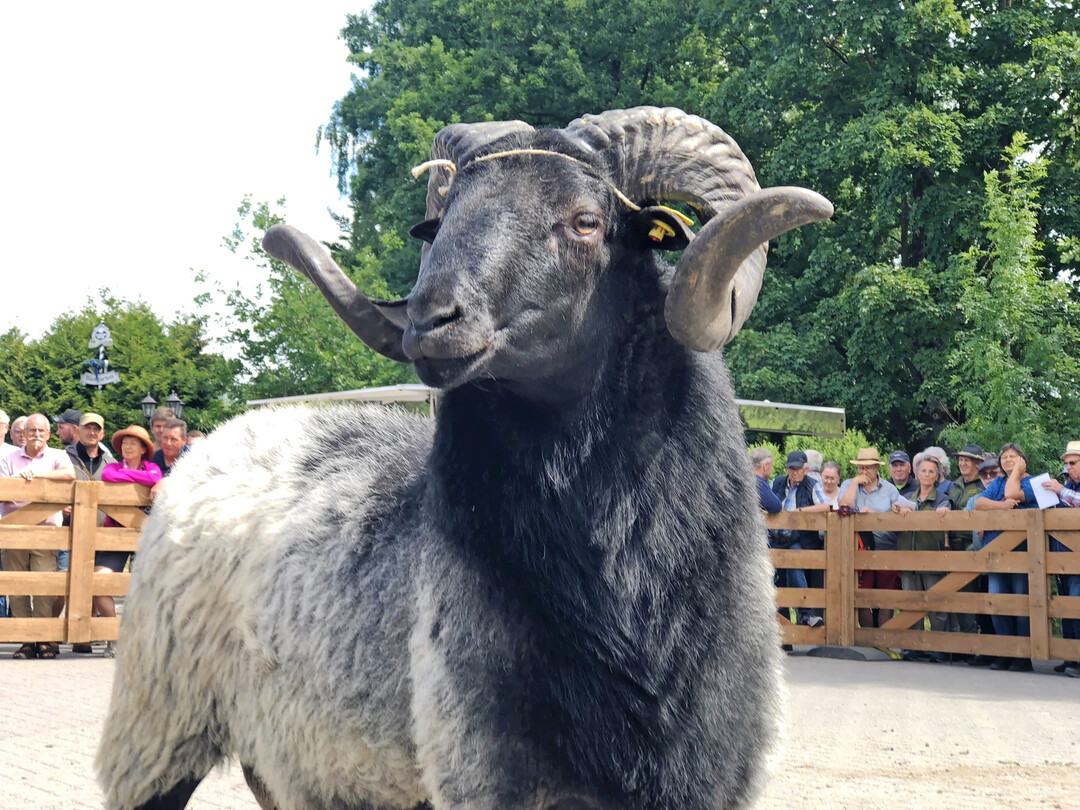 Mister Müden 2025 von Maximilian Fischer, bewertet mit 8/8/9.