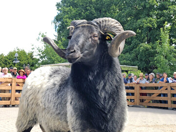 Mister M�den 2025 von Maximilian Fischer, bewertet mit 8/8/9.