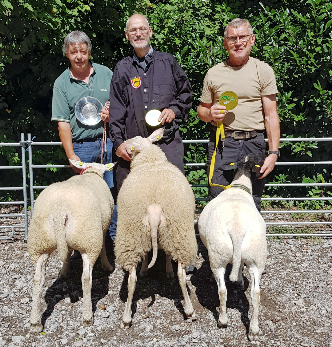 Die Siegertiere der Schau: 1. Texel von Siegbert Lamparter, 2. Ostfriesisches Milchschaf von Jürgen Schuler, 3. Dorperschaf von Günter Düll.