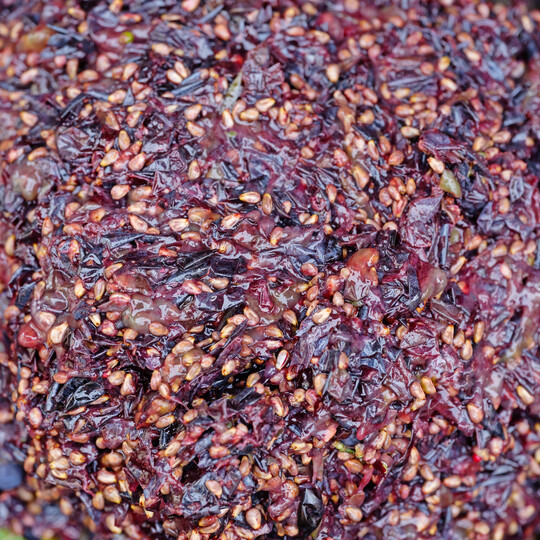 Traubentrester aus dunklen Trauben.