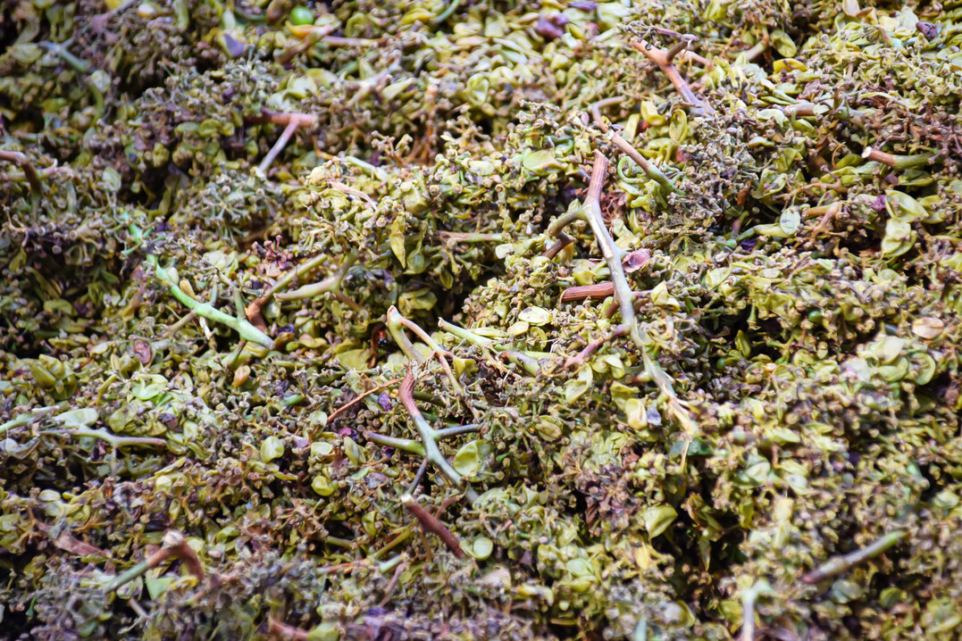 Traubentrester aus hellen Trauben: eine Mischung aus Schalen, Samen und Stängeln, die nach dem Pressen zur Weinherstellung übrig bleibt.