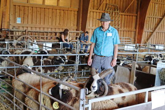 Herdbuchaufnahme des Jakobnachwuchses. Z�chter Hansueli Gr�del: �Wir halten Jakobschafe, weil sie bereits in der Bibel erw�hnt werden, eine robuste und pflegeleichte Rasse mit guter Wolle sind und als Vierhornschafe interessant f�r den Schaubetrieb sind.� 
