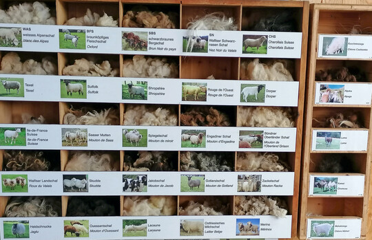 Wollflocken von verschiedenen Tieren und verschiedenen Rassen zeigen den Besuchern die Vielfältigkeit der Wollen.