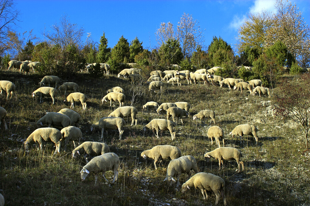 Für die Landschaftspflege der Wachholderheiden sind die Schafe unersetzlich.