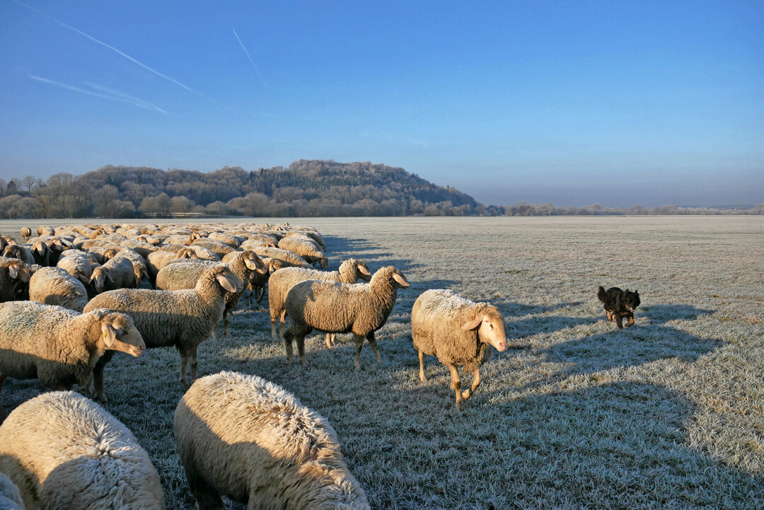 Trockene K�lte ist f�r gesunde Schafe kein Problem.