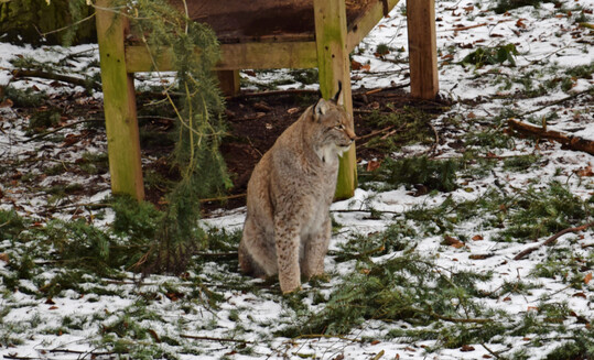 Luchs (
<i>Lynx lynx</i>
) in Tierfreigelnde