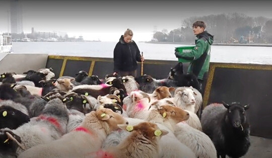 Screenshot aus dem unten verlinkten Video.