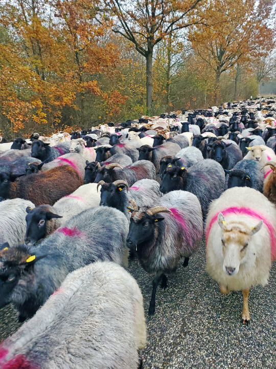 Auf dem Weg zur Fhre.