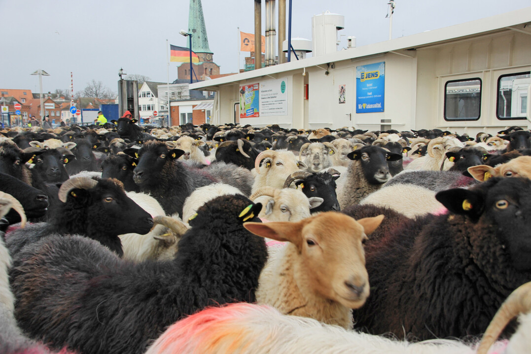 Auf der Priwall-Fhre.