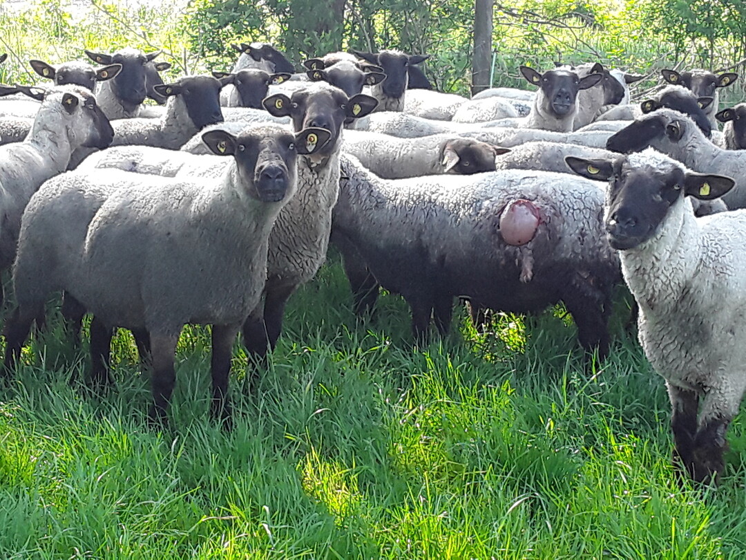 Verletzte Schafe nach Wolfsbergriff.