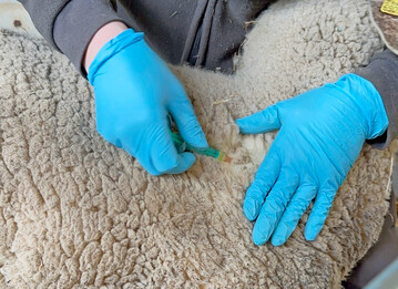 Die Impfung sch�tzt nicht nur das Einzeltier, sondern gew�hrleistet auch einen stabilen Bestandsschutz.