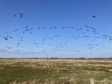Wildgnse am Steinhuder Meer