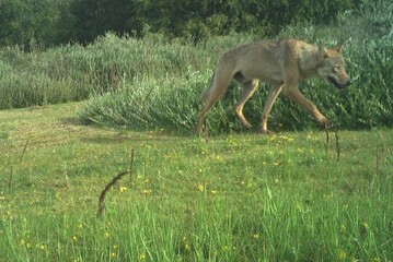 Wildtierkamera Foto