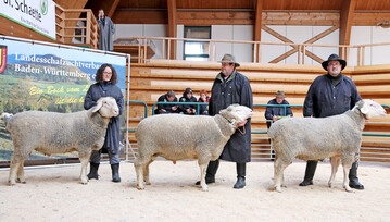 Auf der Merino-Elite 2025 in Bad Waldsee wurden 73 B�cke aus 18 Zuchtst�tten und sieben Verb�nden aufgetrieben. Die Note 9 wurde siebenmal in der Wolle und sechsmal in der Bemuskelung vergeben.