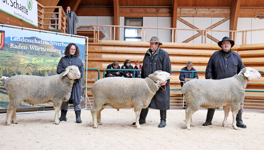 Auf der Merino-Elite 2025 in Bad Waldsee wurden 73 Böcke aus 18 Zuchtstätten und sieben Verbänden aufgetrieben. Die Note 9 wurde siebenmal in der Wolle und sechsmal in der Bemuskelung vergeben.