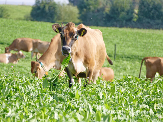 Aus guten Gründen stellen Vielartengemenge mit Gräsern, Kleeartigen und Wiesenkräutern im Sommer die Futtergrundlage der Milchkühe auf dem Versuchsbetrieb Lindhof dar.