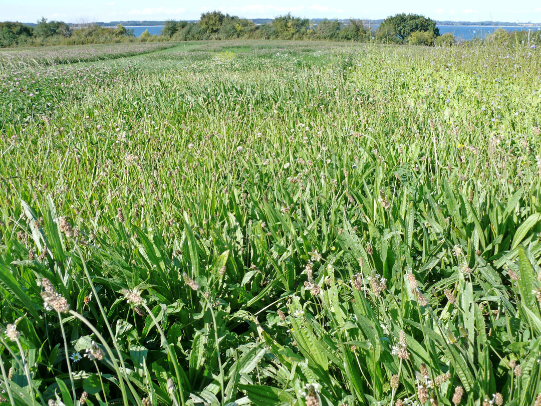 Ein Blick auf eine Versuchsfläche des Lindhofes mit Spitzwegerich und Weißklee im Vordergrund.