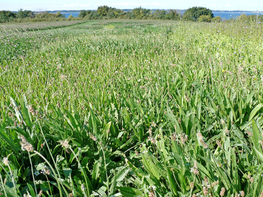 Ein Blick auf eine Versuchsfl�che des Lindhofes mit Spitzwegerich und Wei�klee im Vordergrund.